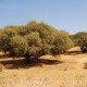 Huile d'argan provient de l'arganier au Maroc
