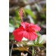 Hibiscus (la fleur)