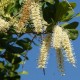 Huile végétale macadamia et fleurs du noyer Queensland qui est un arbre australien a noix
