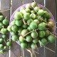 Huile de noix de macadamia cheveux et la récolte des noix
