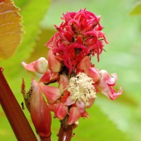 Huile de ricin pour cheveux