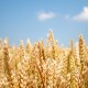 Huile de germe de blé
