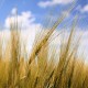 Huile de germe de blé