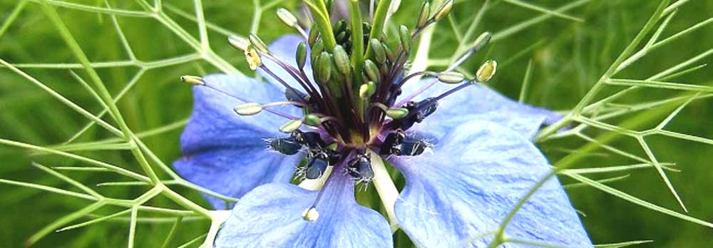 Fleur de nigelle (Nigella)